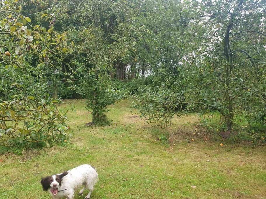 Nature Charm & Fruit Delights, Multi-Generation Celebratory Home -Try, Relax, Repeat - Sellindge Ashford (Kent) Exterior foto